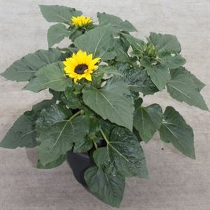 Afbeelding van TP26 Helianthus "knop" "Sunsation" 3 planten per pot